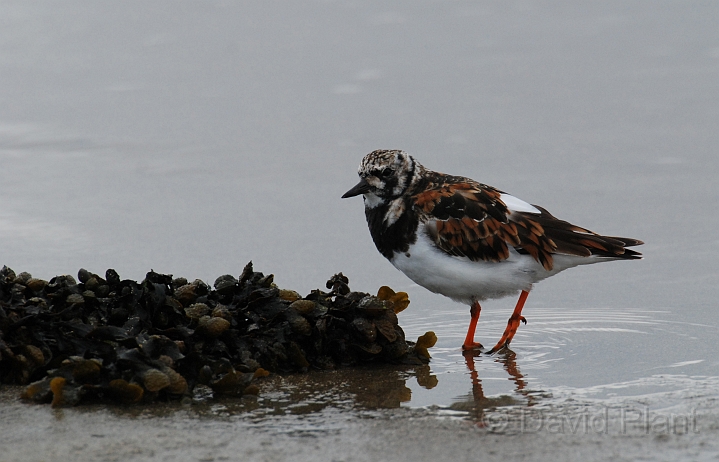 Turnstone - C.JPG - Turnstone - Shetland Islands